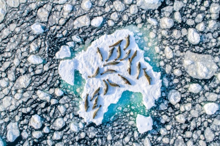 Florian Ledoux: Crabeater Seals on Ice 
