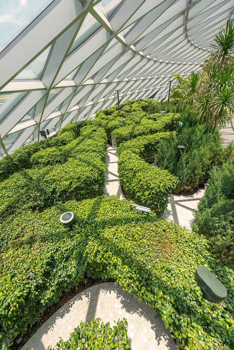 Hedge-Maze-at-Canopy-Park